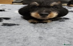Dachshund dogs for sale: Kc wirehaired daschund puppies  - Image 7