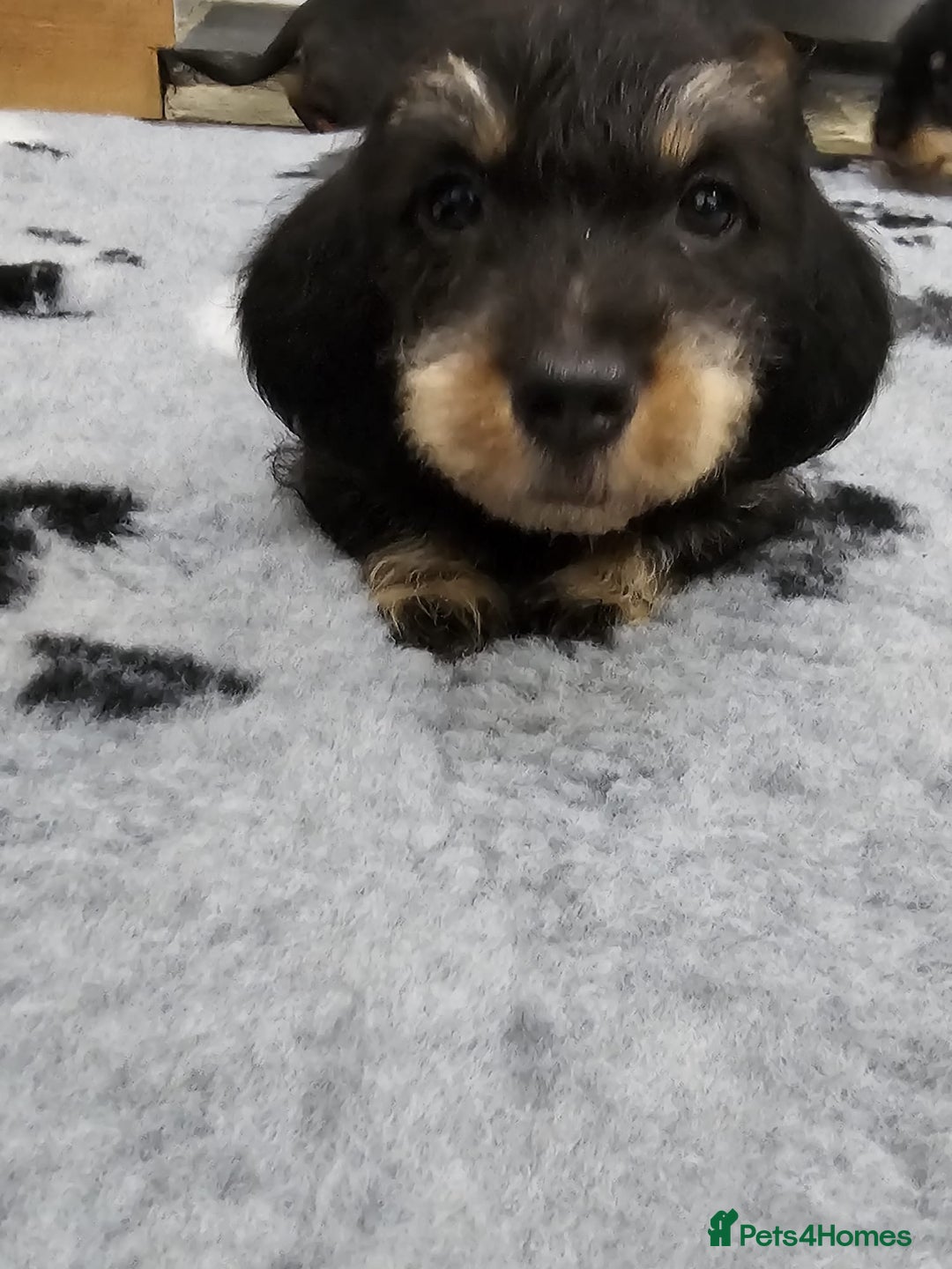 Dachshund dogs for sale: Kc wirehaired daschund puppies  - Image 7