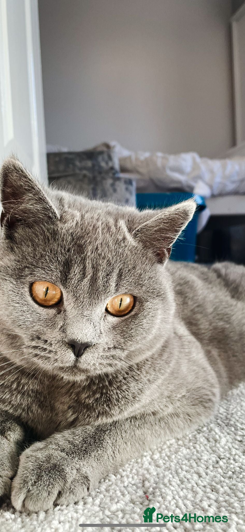 British Shorthair cats 3 year old Male British blue shorthaired - Advert 4