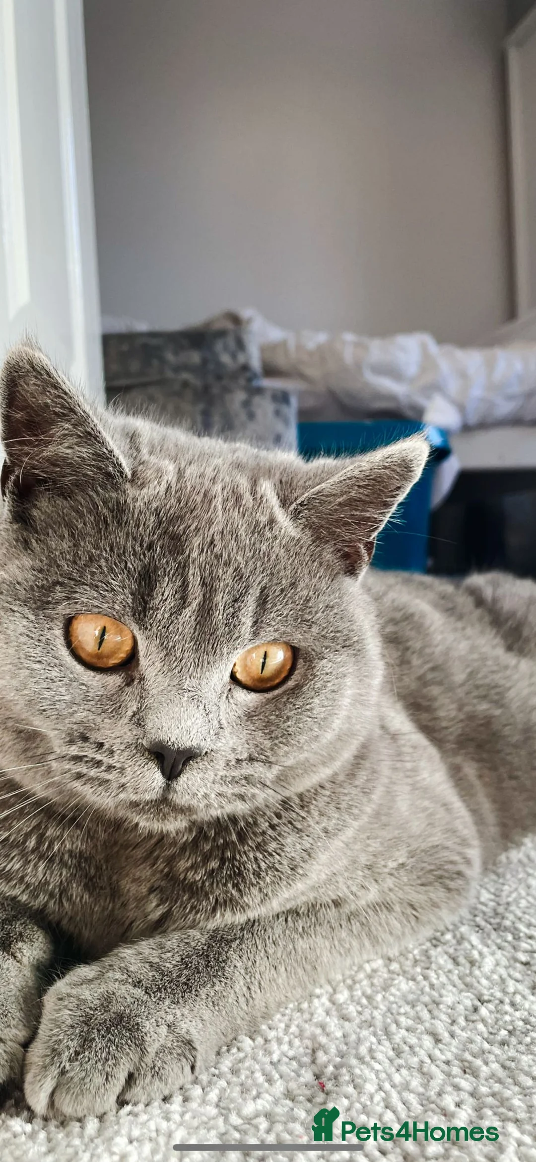 British Shorthair cats for sale: 3 year old Male British blue shorthaired - Advert 1