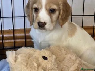 Cocker Spaniel dogs Working Cocker Spaniels - Advert 7