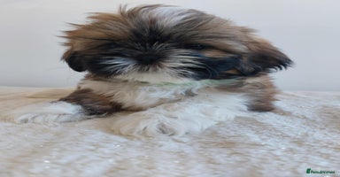 Shih Tzu dogs - Advert 6