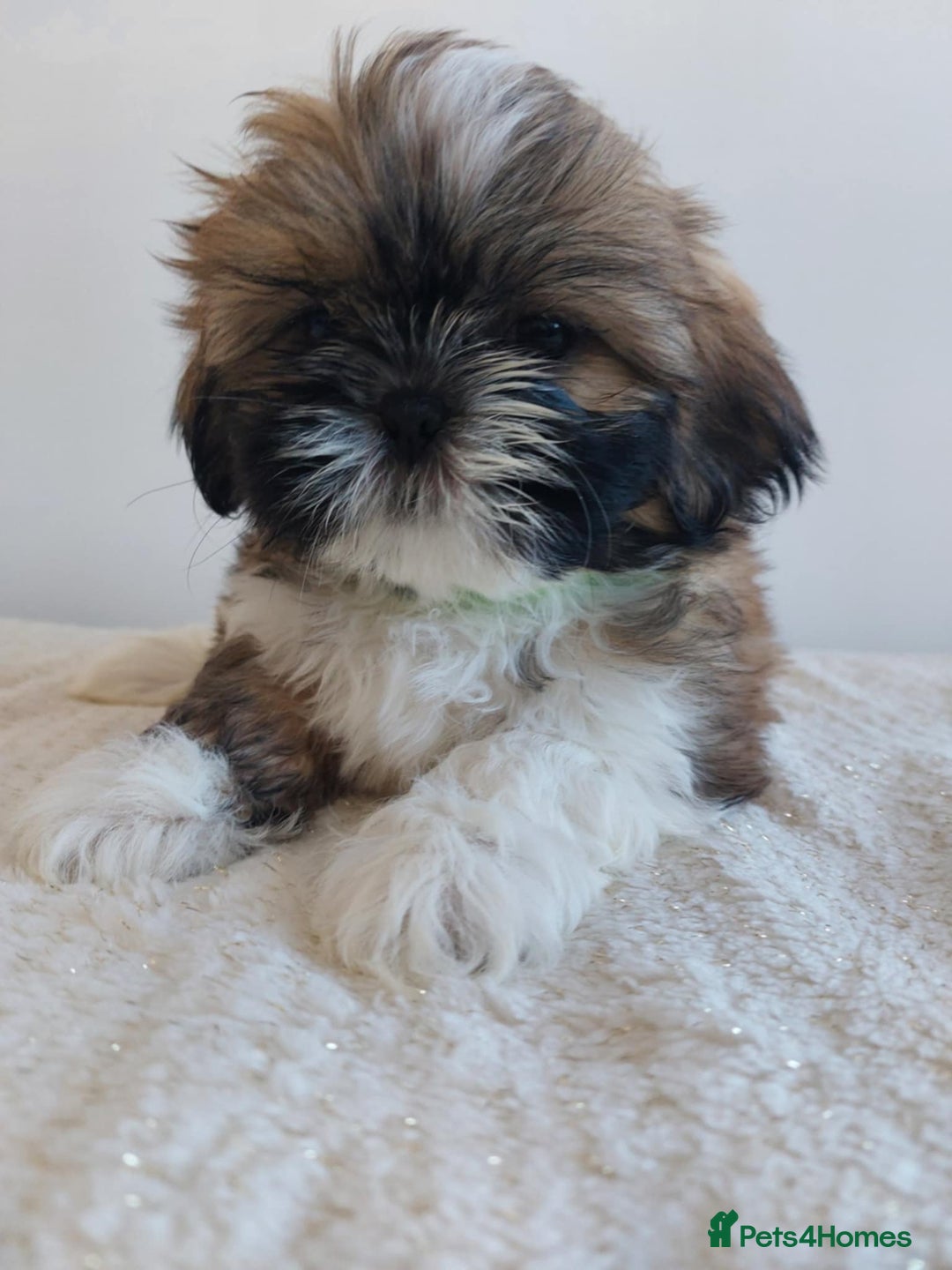 Shih Tzu dogs for sale: Beautiful Shih tzu puppies 🫶🏼 - Image 2