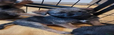 Border Terrier 1