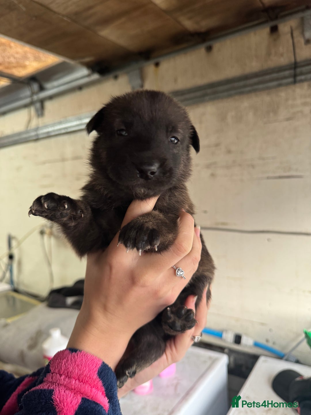 Belgian Shepherd Dog dogs for sale: 10 gorgeous Belgian Malinois pups - Advert 2