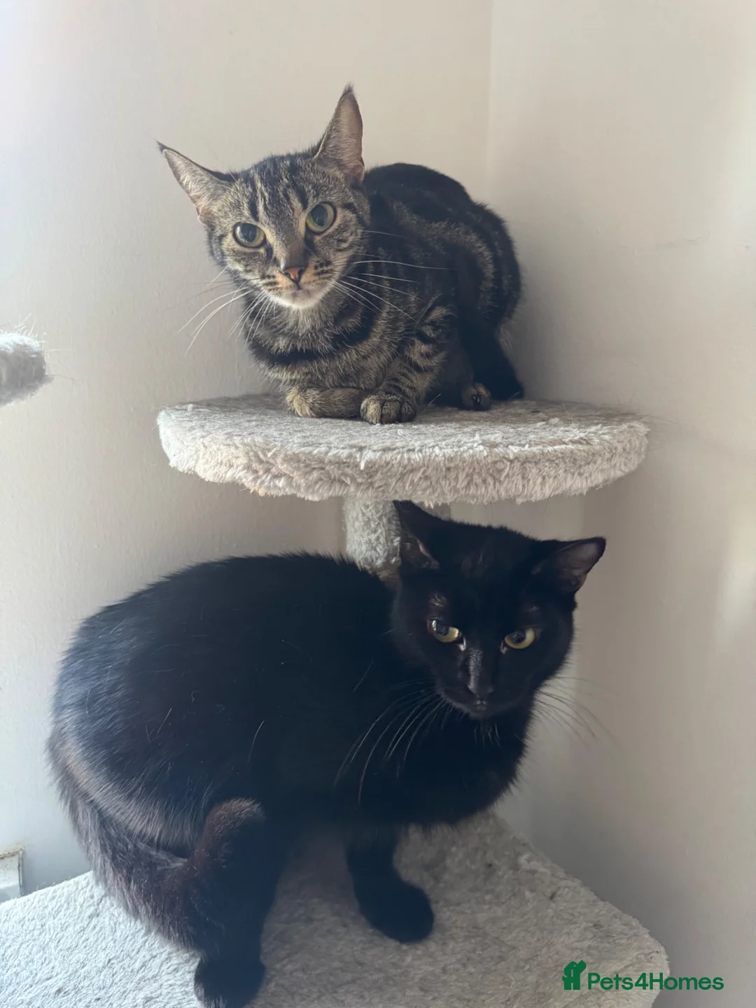 Mixed Breed cats for sale: 2 Beautiful Cats Looking for Their Forever Home 🐾 in Sandy - Advert 1