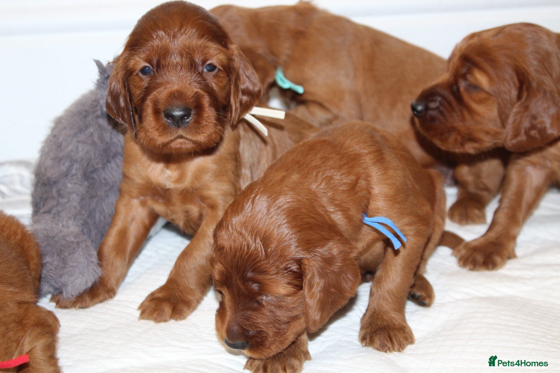 Irish Setter dogs Exceptional KC registered health tested puppies  - Advert 1