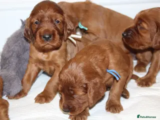 Irish Setter dogs Exceptional KC registered health tested puppies - Advert 1