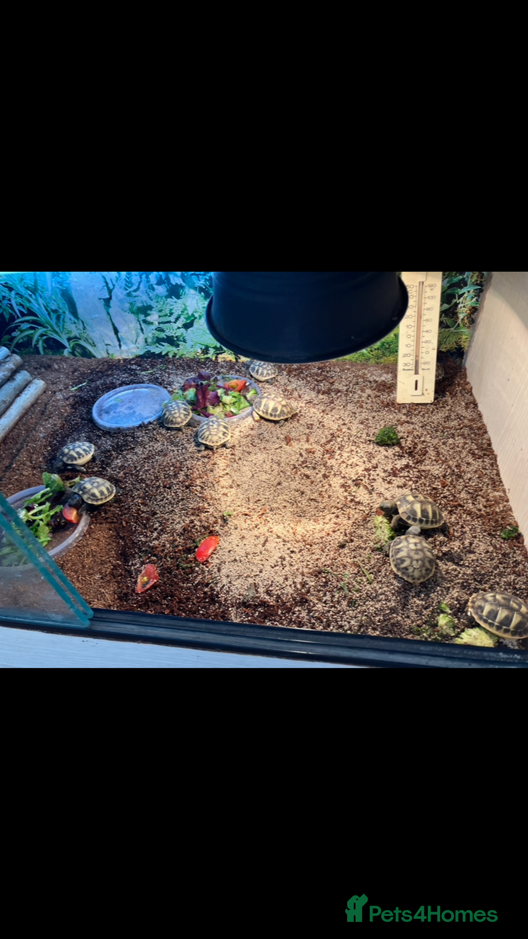 Hermann Tortoise reptiles for sale: Herman tortoise hatchlings  - Image 3