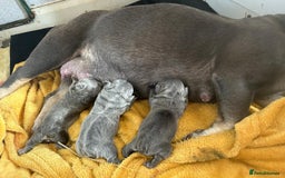 French Bulldog dogs for sale: 🐾 Adorable French Bulldog Puppies for Sale 🐾 - Image 2