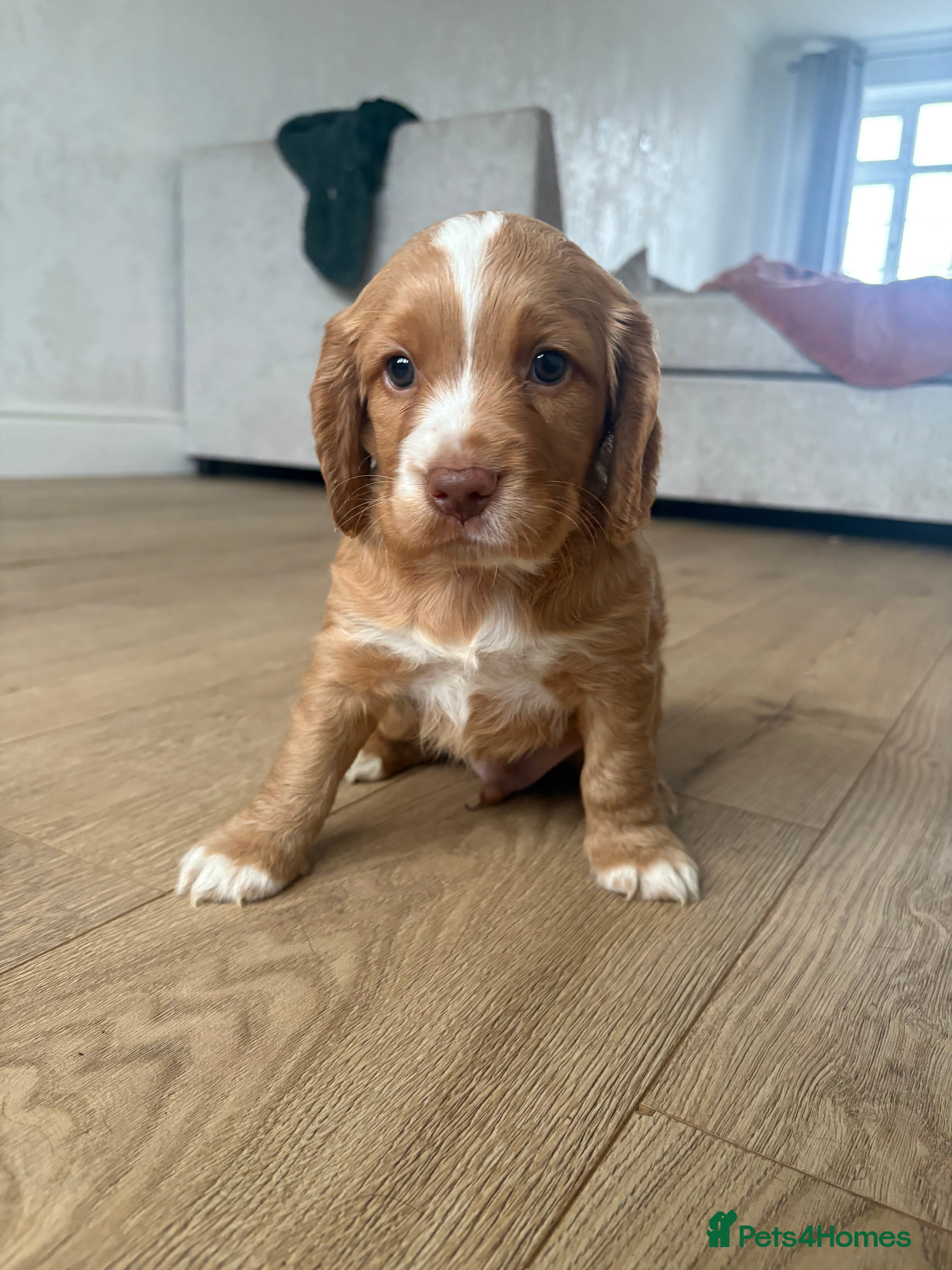 Cocker Spaniel dogs Cocker spaniel pups for sale  - Advert 1