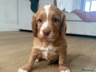 Cocker Spaniel dogs Cocker spaniel pups for sale - Advert 1
