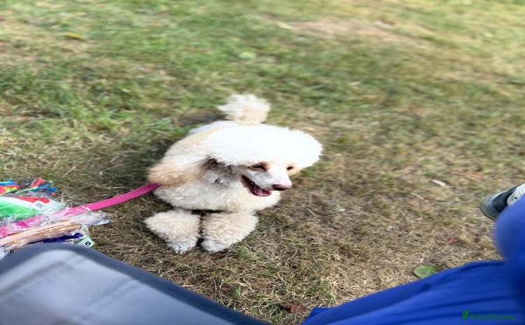 Toy Poodle dogs - Advert 1