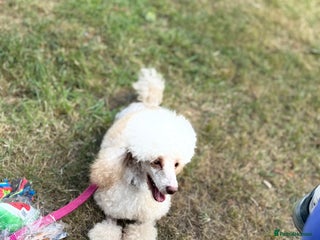 Toy Poodle dogs - Advert 18