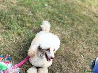 Toy Poodle dogs Stud duties only - Advert 1