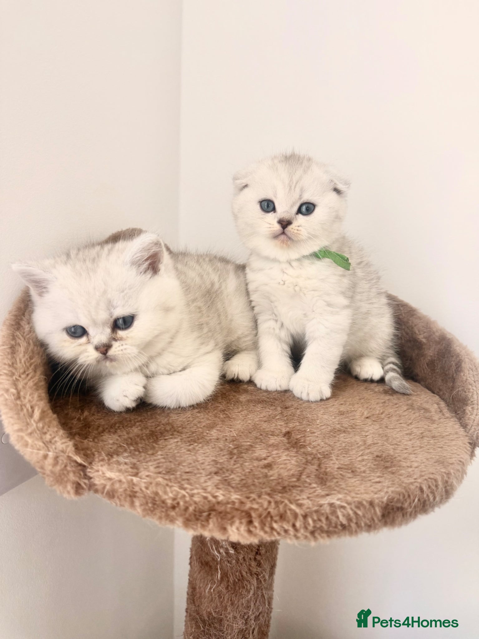 Scottish Fold cats LAST 2 Scottish Fold & Straight Kittens  - Advert 8