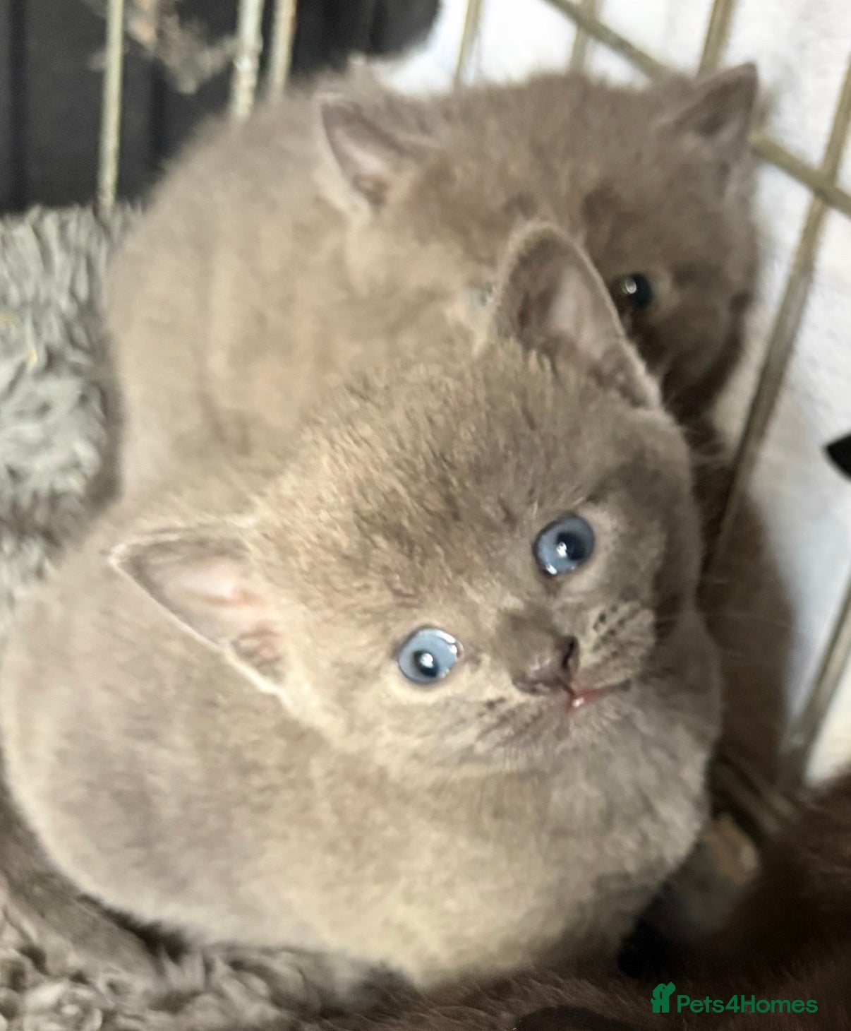 Mixed Breed cats for sale: Beautiful Kittens - Advert 12