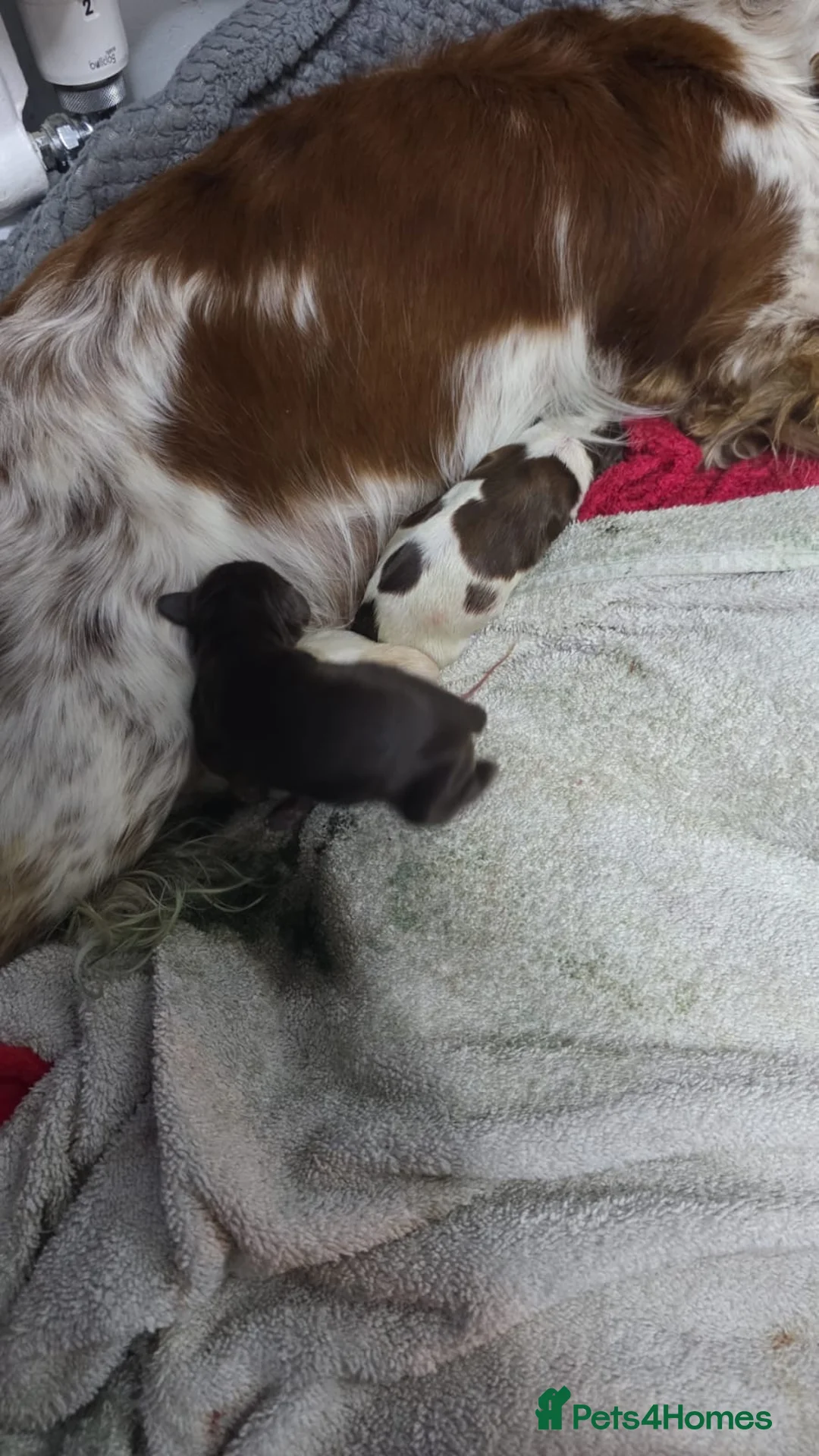 Mixed Breed dogs for sale: F1BB ENGLISH SHOW TYPE COCKERPOOS in Waterlooville - Advert 2