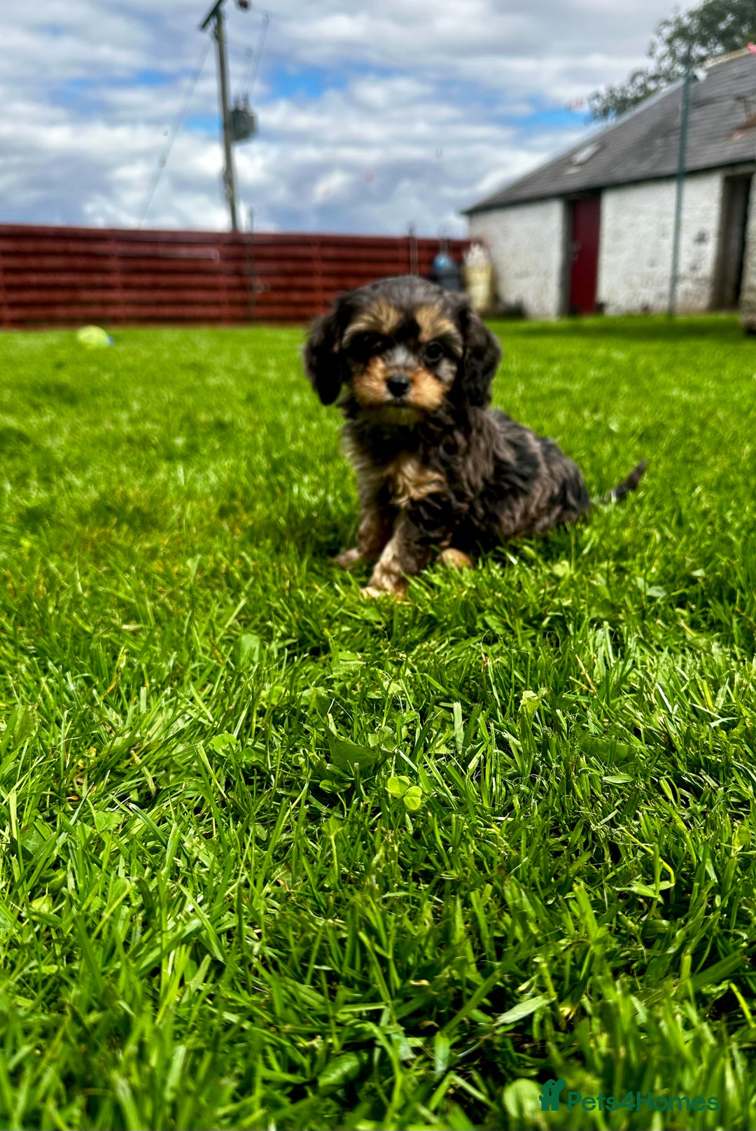 Cavapoo dogs for sale: Top Class Cavapoo pups double vaccinated! - Image 24
