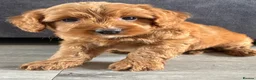 Cockapoo dogs for sale: Cockapoo puppies ready now - Advert 3