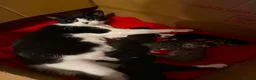 Mixed Breed cats for sale: Lovely little fluffy kittens - Advert 1