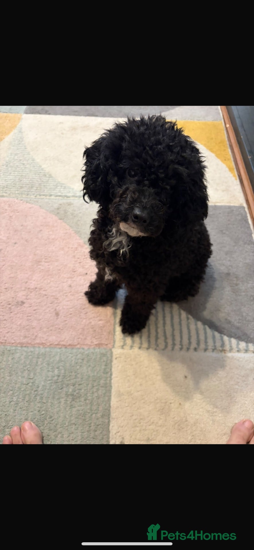 Toy Poodle dogs Toy Poodle £750 - Advert 1