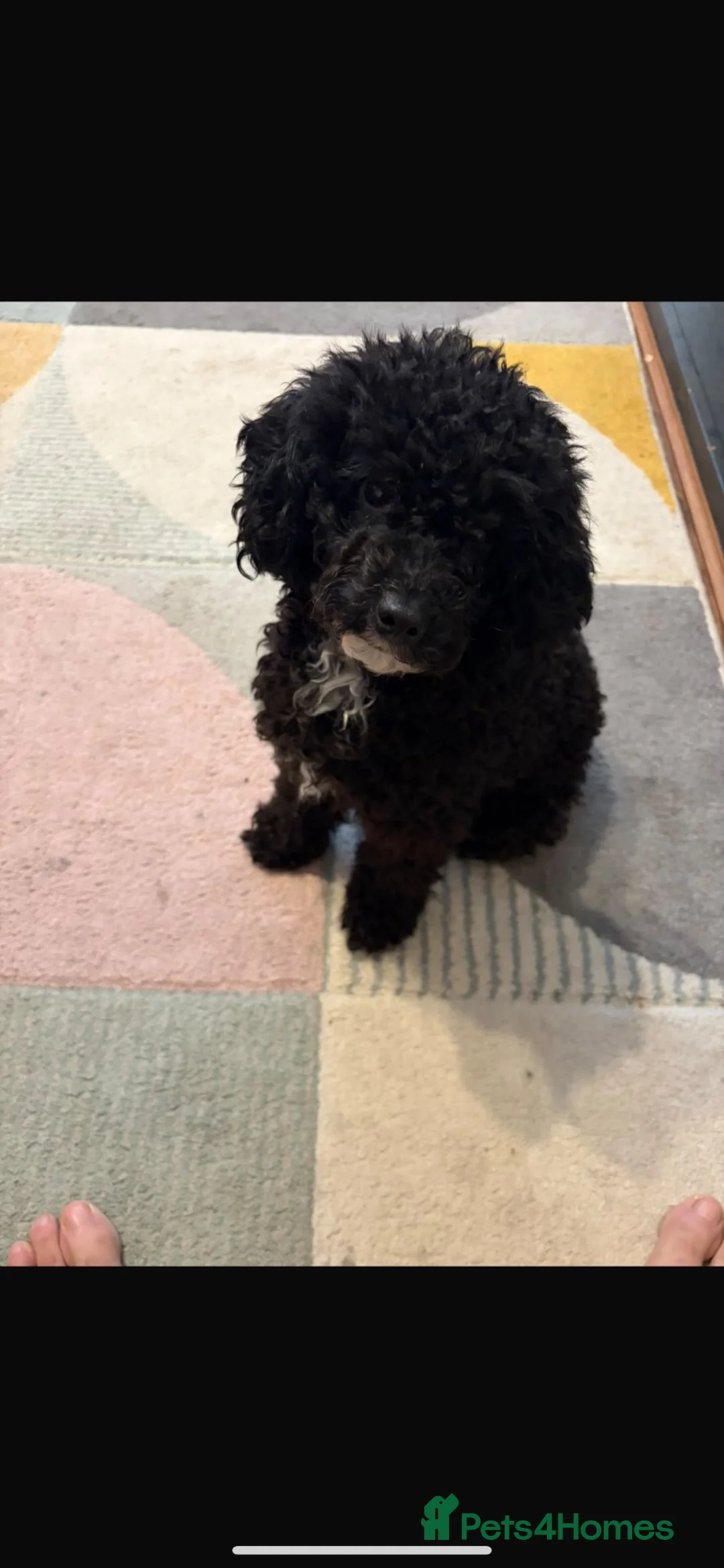 Toy Poodle dogs for sale: Toy Poodle £750 - Advert 1