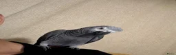 Parrots birds for sale: African Grey in Plymouth - Advert 5