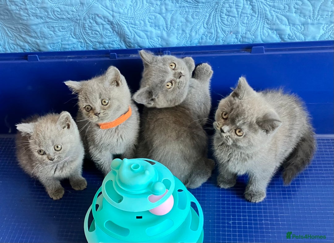 British Shorthair cats for sale: GCCF registered ChampionBloodline 5GENpedigree BSH - Image 2