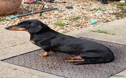 Miniature Dachshund dogs for sale: 14 weeks old 2 girls 2 boys miniature dachshunds - Image 14