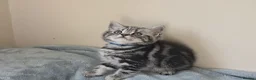 British Shorthair cats for sale: Silver Tabby Kittens, Rare GCCF Show Quality.  - Advert 17