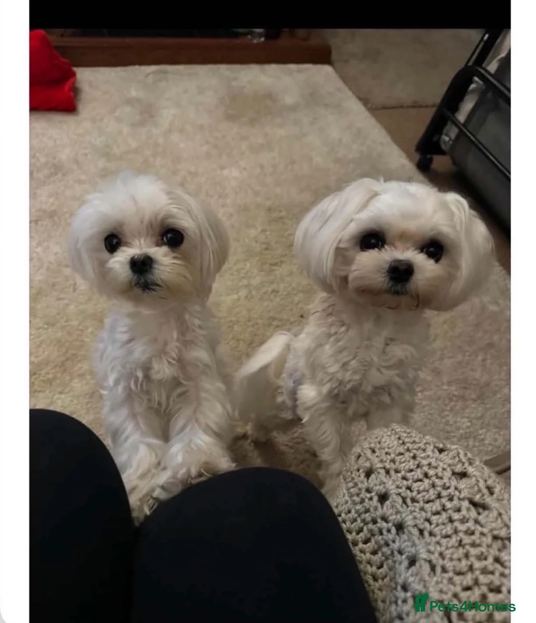 Maltipoo dogs for sale: Micro tiny F1 Maltipoo puppies 🩷 3 Girls.  - Advert 16