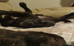 Mixed Breed dogs for sale: 8 month old corso x - Image 3