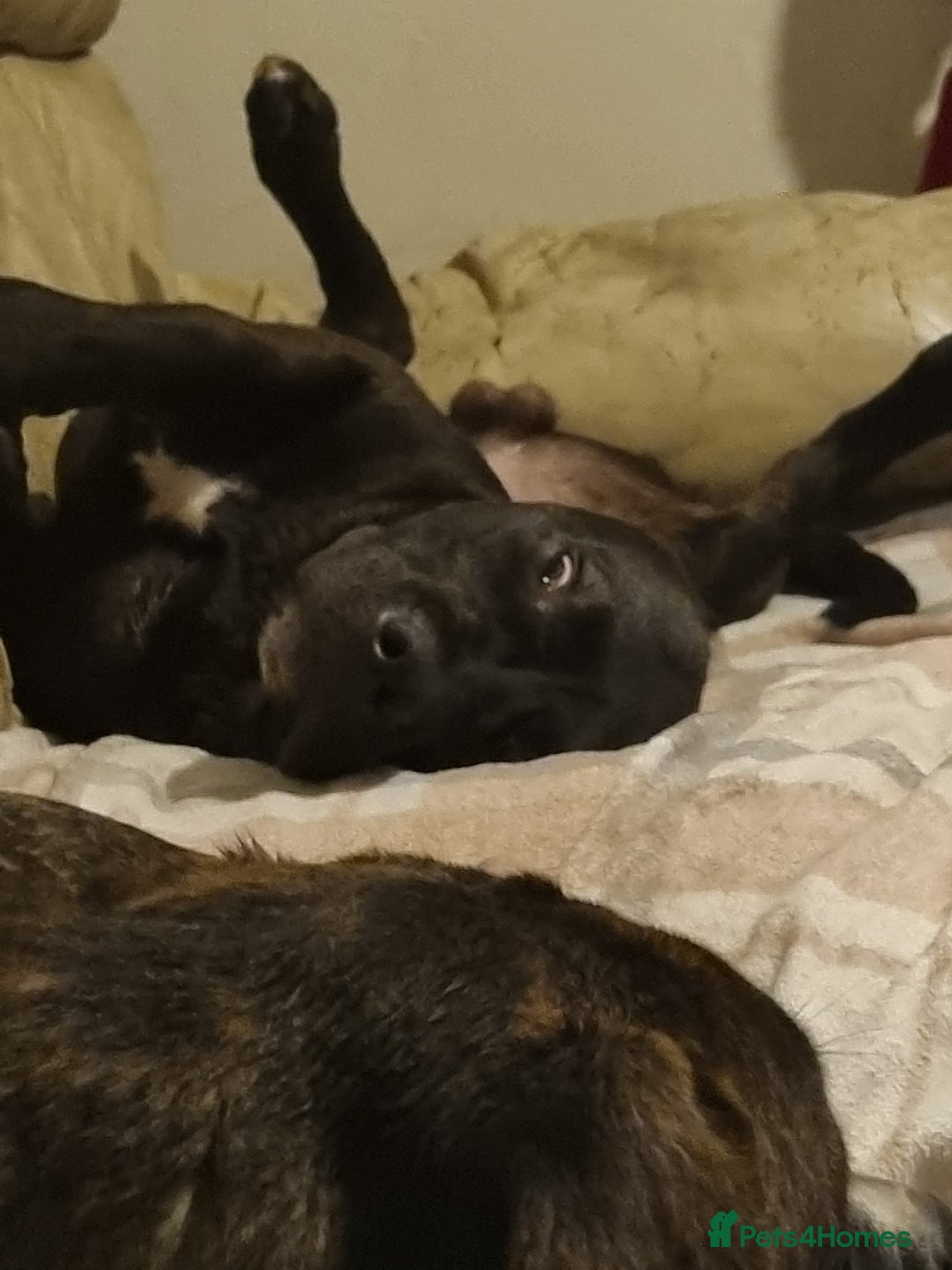 Mixed Breed dogs for sale: 8 month old corso x - Image 3