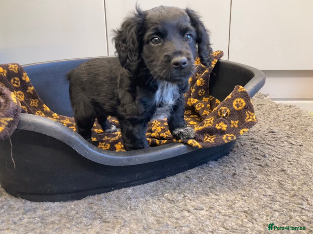 Sprocker dogs for sale: Sprocker Spaniel puppies - Advert 14