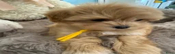 Maltipoo dogs for sale: Korean lined, f1. Fully dna & health tested   - Advert 31