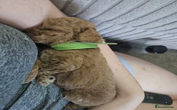 Cavapoo dogs for sale: Cavapoo Puppies  - Image 15