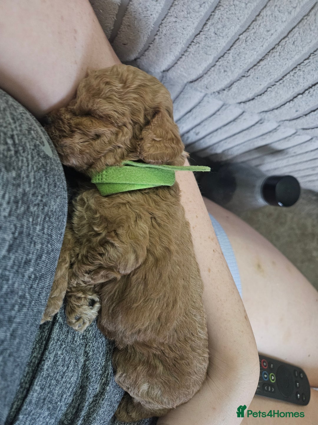 Cavapoo dogs for sale: Cavapoo Puppies  - Image 15