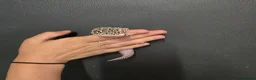Leopard Gecko reptiles for sale: Lovely leopard gecko in Hitchin - Advert 1