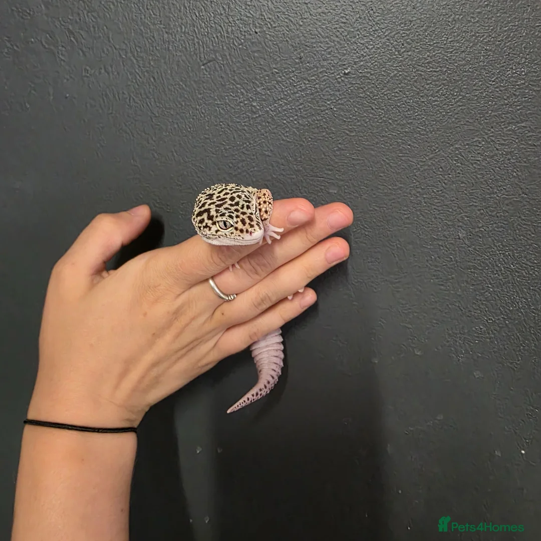 Leopard Gecko reptiles for sale: Lovely leopard gecko in Hitchin - Advert 1