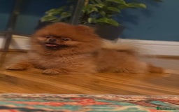 Pomeranian dogs for sale: Xs teddy face Pomeranian  - Image 12