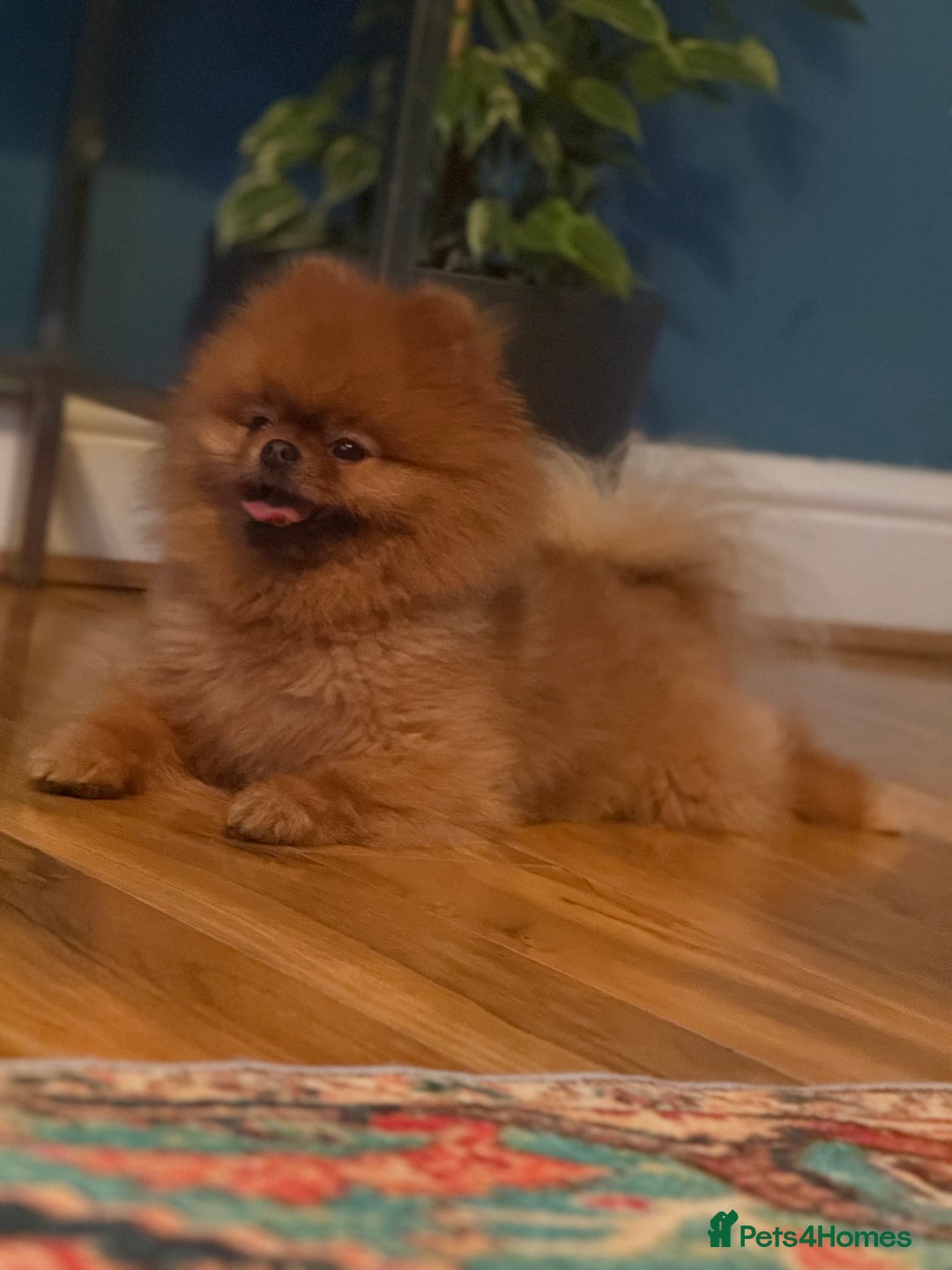 Pomeranian dogs for sale: Xs teddy face Pomeranian  - Image 12