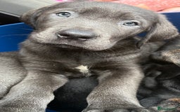 Cane Corso dogs for sale: 2 blue & 2 black cane corso girls! Can leave now🐾 - Image 8