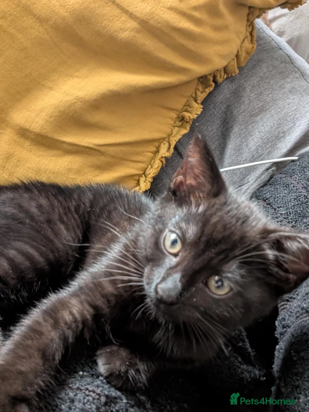 Mixed Breed cats for sale: Lovely Playful Kitten - Advert 2