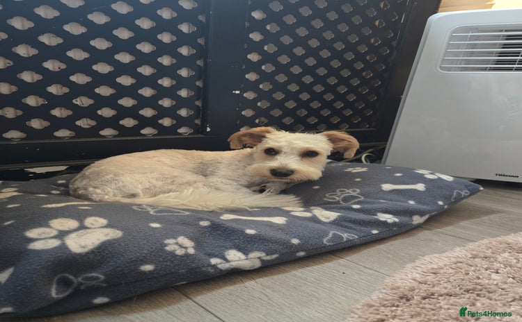 Mixed Breed dogs - Advert 4