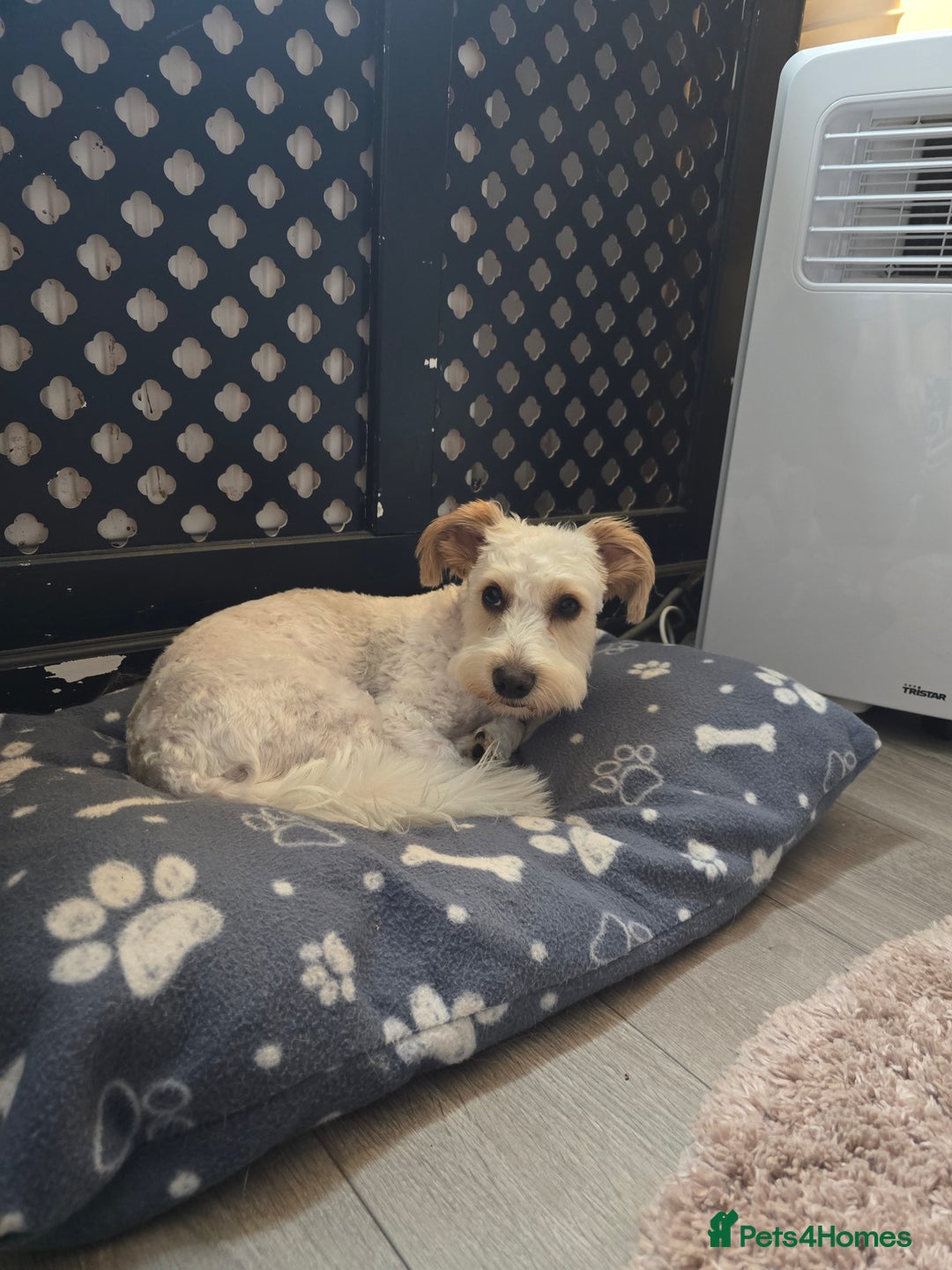 Mixed Breed dogs for sale: Beautiful teddy - Image 1