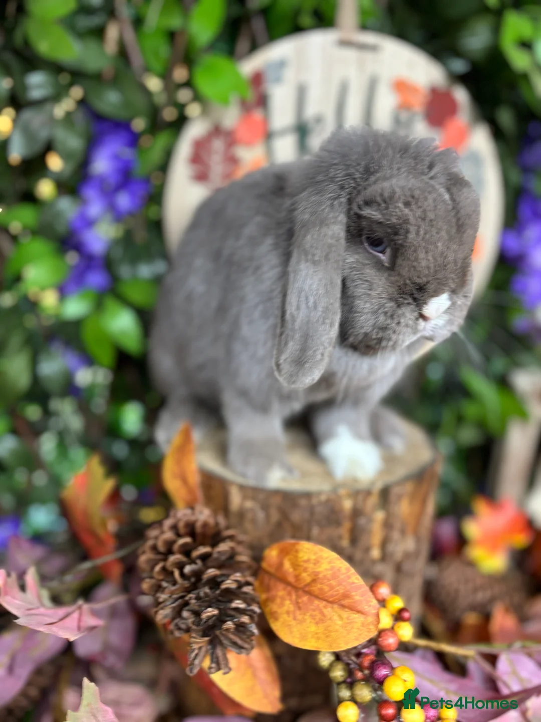 Mini Lop rabbits for sale: 🧡PEDIGREE MINILOPS🧡 - Advert 37