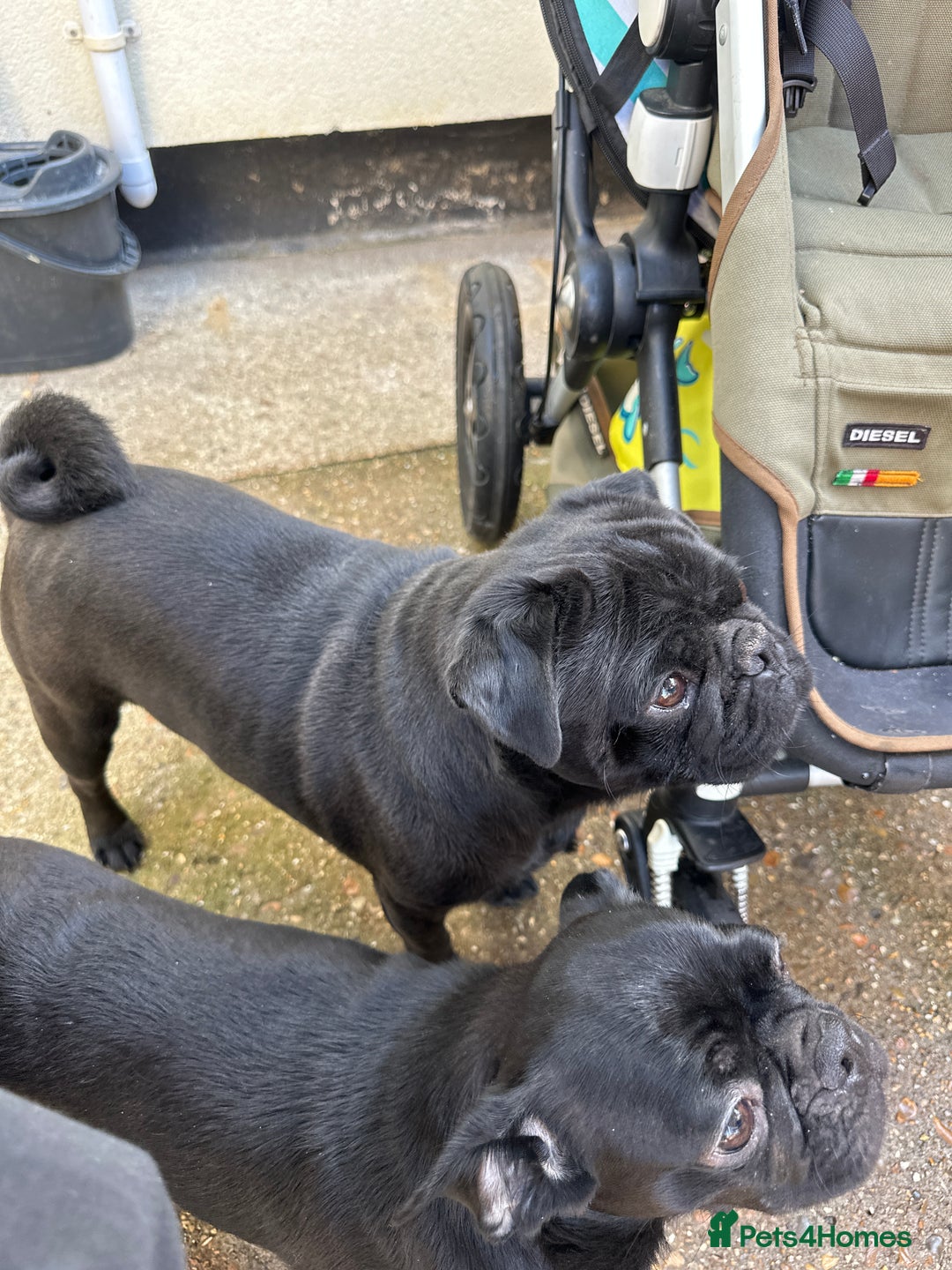 Pug dogs for sale: 🐾Four adorable pug puppies🐾 - Image 2