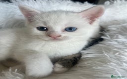 Turkish Van cats for sale: Half Turkish van kittens - Image 1