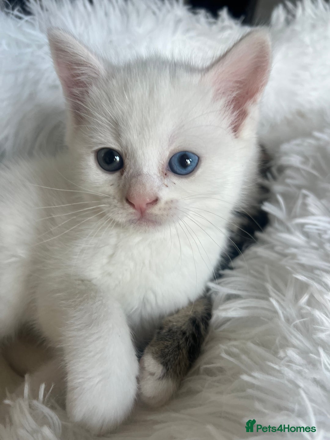 Turkish Van cats for sale: Half Turkish van kittens - Image 1